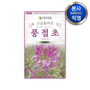 풍접초 자홍색 씨앗 0.5g(200립) . 족두리꽃 백화채 클레오메 꽃씨 종자