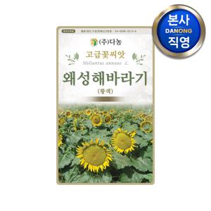 왜성 해바라기 황색 35cm 씨앗 600립 . 키작은 야생화 식물 꽃씨 화단 종자