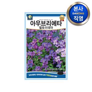 아우브리에타 델토이데아 씨앗 200립 . 다년생 야생화 꽃 조경 정원 꽃씨 종자
