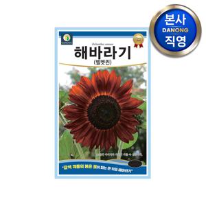 해바라기 벨벳퀸 씨앗 50립 . 갈색 계통 붉은색 꽃 큰키 꽃밭 일년생 꽃씨 종자