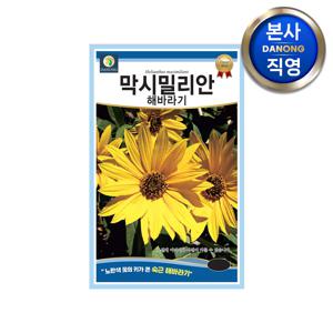 막시밀리안 해바라기 씨앗 100립 .노란색 꽃 큰키 숙근해바라기 야생화 꽃씨 종자