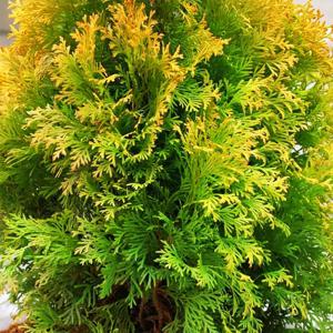 골든브라반트 14cm포트 싸이프러스 상록수 울타리 측백나무 황금색