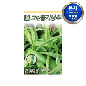 그린줄기 상추 씨앗 1000립 . 야채 채소 텃밭 파종 재배 주말 농장 씨 종자