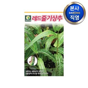 레드줄기 상추 씨앗 1000립 . 야채 채소 텃밭 파종 재배 주말 농장 씨 종자