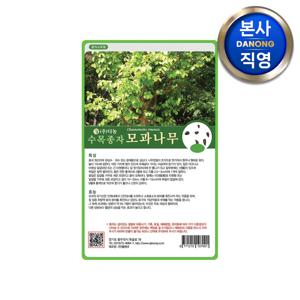 모과 나무 씨앗 500g . 수목 식물 씨 종자