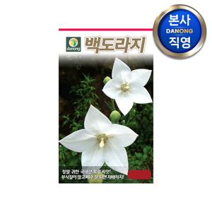 백도라지 씨앗 100g . 길경 야채 채소 텃밭 파종 재배 주말 농장 씨 종자