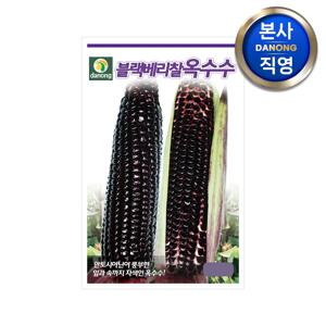 블랙베리 찰옥수수 씨앗 1000립 . 채소 텃밭 재배 주말 농장 파종 씨 종자