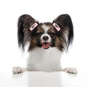 반려동물 심플 헤어핀 세트