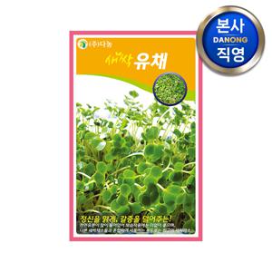새싹 유채 씨앗 30g . 무소독 채소 수경 재배 씨 종자