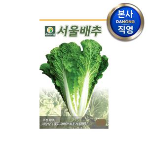 서울 배추 씨앗 20g . 조선 경종 배추 채소 김장 겉절이 가을 파종 씨 종자