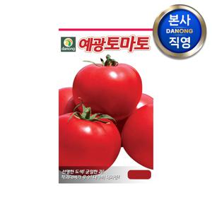 예광 큰토마토 씨앗 100립 . 대과종 채소 텃밭 파종 주말 농장 파종 씨 종자