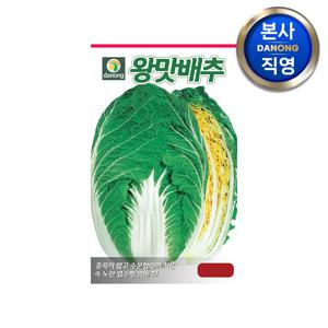 왕맛 배추 씨앗 1000립 . 야채 채소 엽채류 텃밭 김장 가을 파종 씨 종자