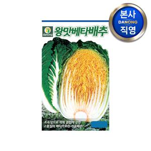왕맛베타 배추 씨앗 300립 . 야채 채소 가을 김장 텃밭 베타카로틴 씨 종자