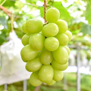 포도나무 샤인머스켓 결실주 과일나무 청포도