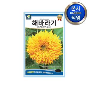 해바라기 드워프썬골드 씨앗 50립 .테디베어 왜성종 일년생 야생화 꽃 꽃씨 종자