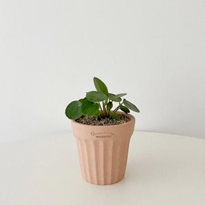 필리아페페 동전풀 공기정화식물 중국돈나무 화분 로자리안토분