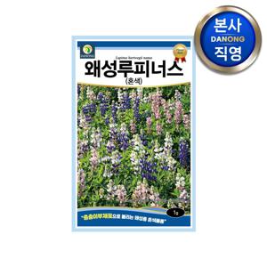 왜성 루피너스 혼색 씨앗 1g . 층층이부채꽃 일년생 꽃 키우기 꽃씨 화단 종자