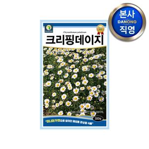 크리핑 데이지 씨앗 300립 . 미니 마가렛 왜성종 관상용 야생화 꽃 꽃씨 종자