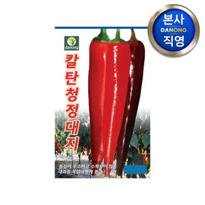 칼탄청정대지 고추 씨앗 1200립 . 대과종 탄저병 내병계 다수확 품종 씨 종자