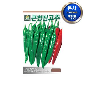 큰청진 고추 씨앗 600립 . 매운 청양 중생종 씨 종자 야채 채소 과채류 텃밭