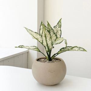 아글라오네마 스노우 사파이어 개업화분 승진화분 공기정화식물 베트남토분