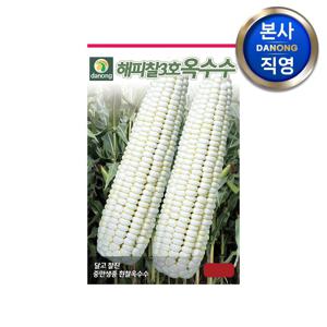 해피찰3호 흰찰옥수수 씨앗 2500립 . 야채 채소 씨 종자 파종 주말 농장 텃밭