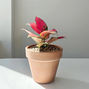 아글라오네마 엔젤 공기정화식물 이태리토분