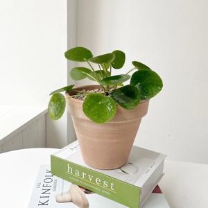 필리아페페 동전풀 공기정화식물 중국돈나무 화분 이태리토분