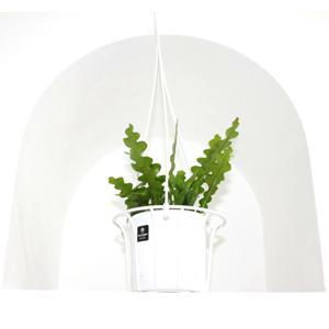 행잉플랜트 A급 피쉬본 키우기 쉬운 반려식물 공기정화식물 선인장 집꾸미기 화분