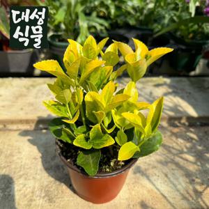 황금사철 소형 금사철 실내공기정화식물 모종 플랜테리어 인테리어 관엽 포트 황금
