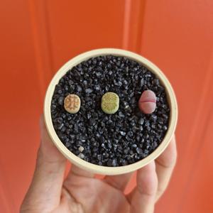 리톱스 3종 + 힐링팟 로우 화분 식재세트