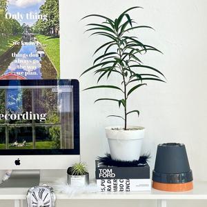 알리 고무나무 실내 공기정화 키우기쉬운 카페 인테리어 중형 식물 화분