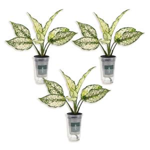 스노우사파이어 실내 공기정화 식물 3팩