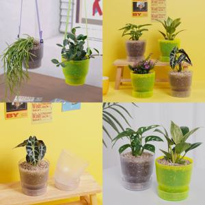 1+1 실내공기정화식물 다즐링팟 클리어 소형 21종 골라담기