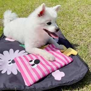 강아지 고양이 여름 쿨방석 아이스팩 파우치