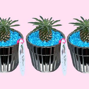 [단독] 괴마옥 파인애플선인장 SILVER POT 키우기쉬운 전자파차단식물