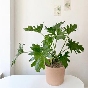 필로덴드론 호프셀렘 대형 이태리토분 개업화분 공기정화식물