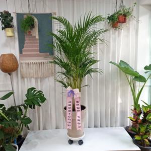 아레카야자 대형 150cm 독일 토분 화분 - 집들이 플랜테리어 이사 거실화분 대형식물