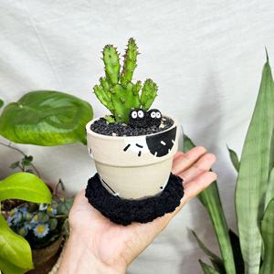 마블 선인장 미니 화분 전자파 실내 공기정화 귀여운 식물 선물 데스크테리어