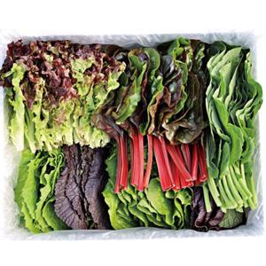 충북 충주 GAP 모듬 쌈채소 야채 600g 1kg