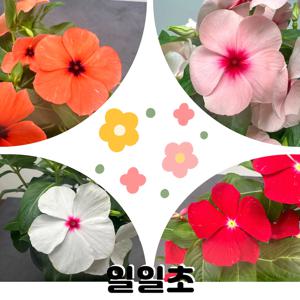 일일초 A급 빈카 여름꽃 예쁜꽃화분 키우기 20대 30대 여성 선물