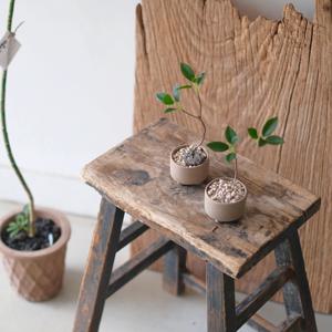 자체제작 Fake tree 조화나무 조화분재 모과나무 자포니카