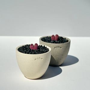 리톱스 옵티카 루브라-하트 모양 식물, 아이들 선물, 아프리카농장