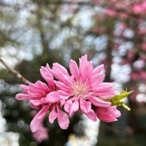 겹꽃 국화도나무 R4내외 꽃복숭아 분홍꽃 개화주