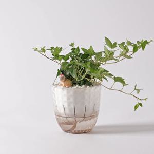 아이비_다이아몬드 플라스틱 화분 뿌리세척 수경재배 하이드로볼 공기정화식물