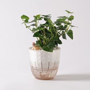 하트아이비_다이아몬드 플라스틱 화분 뿌리세척 수경재배 하이드로볼 공기정화식물