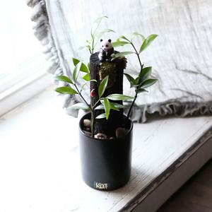 숯판다 스토리팟 DIY 키트 만들기 테라리움 수경화분