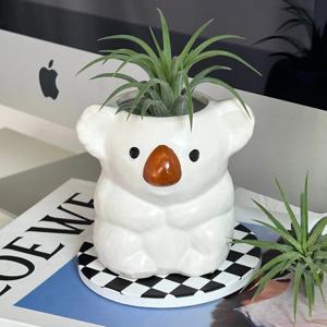 코알라 이오난사 식물 SET(화분+식물) 공기정화 플랜트