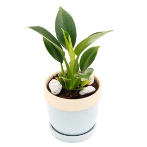 콩고_도토리 원형화분 실내공기정화식물