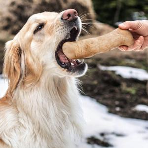 커피나무 100% 강아지 우드스틱 이갈이 장난감